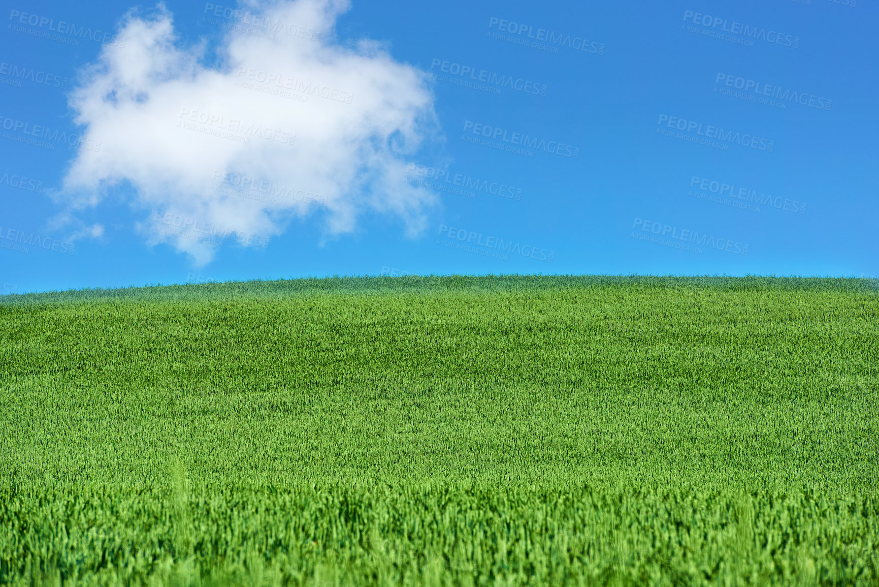 Buy stock photo Green fields and blue sky in spring and early summer