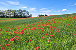 Wheat fields with poppies in early summer