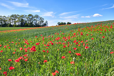 Buy stock photo A  photo of poppies in the countryside in early summer