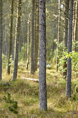Buy stock photo Wild pine trees in the forest on a sunny day. Landscape of many pine tree trunks in an uncultivated nature environment. Bushy shrubs growing in the woods or near the countryside