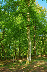 A photo of green and lush forest