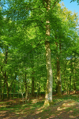 Buy stock photo A photo of green and lush forest