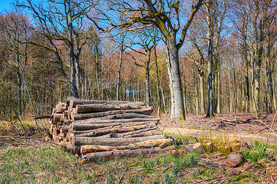 Buy stock photo A lumber pile in a natural forest on a sunny summer afternoon. A heap of logs outdoors in the woodlands after being cut down for deforestation. A stack of wood used for timber or firewood