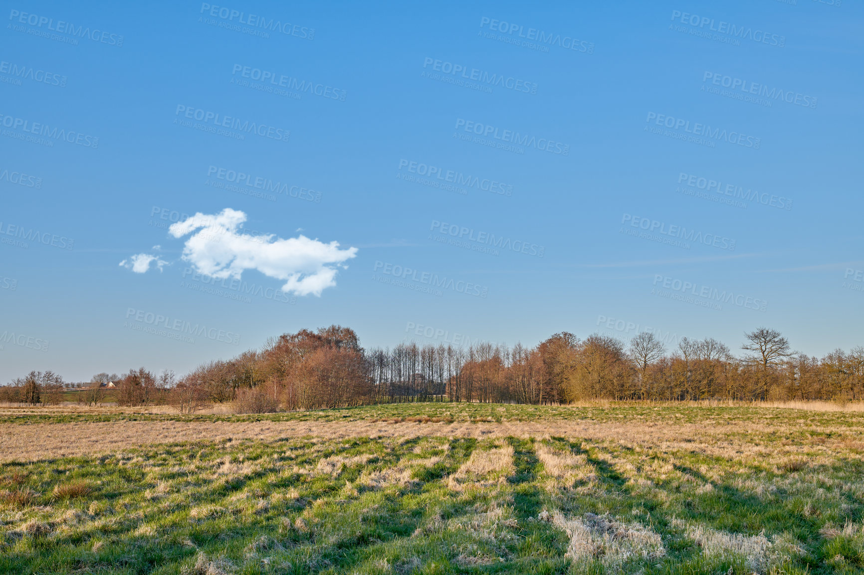 Buy stock photo The forest in late winter - early spring