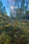 Wild pine forest 