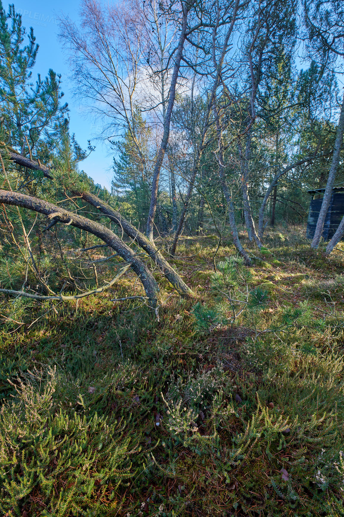 Buy stock photo Forest with bent trees and green plants in Autumn. Landscape of crooked tree trunks in nature. Lots of uncultivated vegetation and shrubs growing in a secluded woodland environment in Sweden