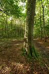 A photo of green and lush forest