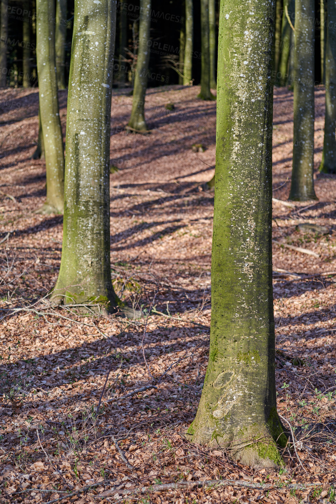 Buy stock photo The forest in late winter - early spring