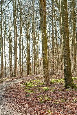 Buy stock photo The forest in late winter - early spring