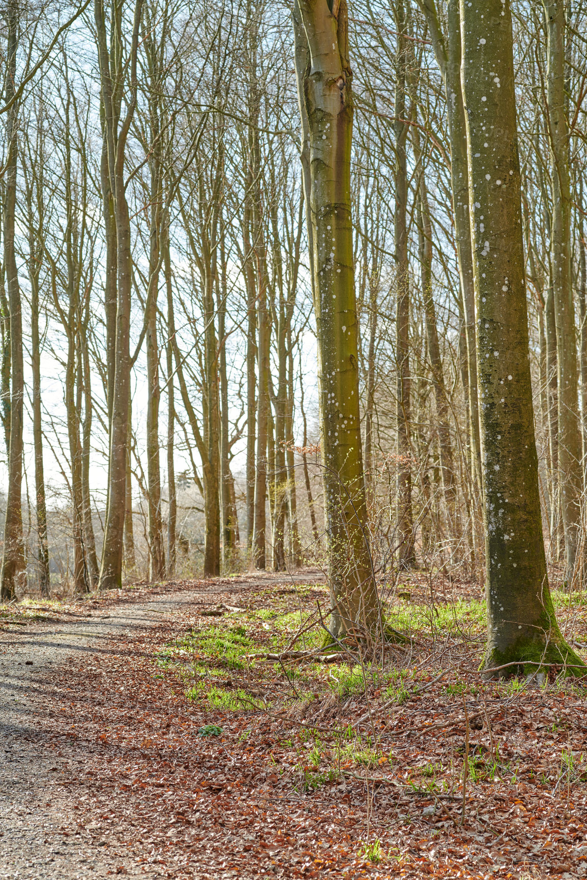 Buy stock photo The forest in late winter - early spring