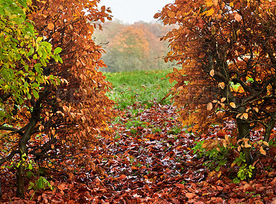 Buy stock photo A photo of a vibrant country field in early autumn