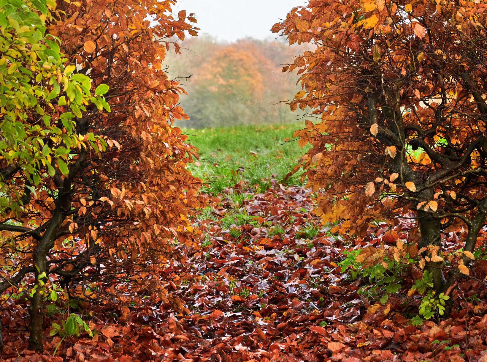 Buy stock photo A photo of a vibrant country field in early autumn