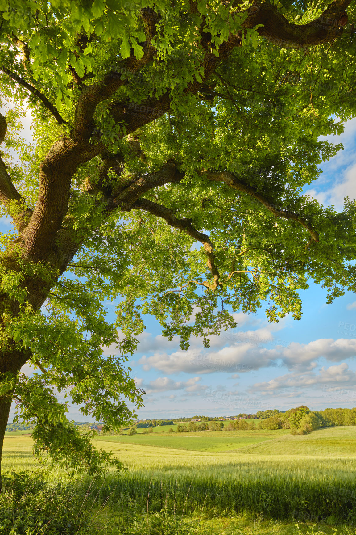 Buy stock photo Outdoor, field and farm with trees for growth, sustainable environment and blue sky in spring time. Leaves, green grass and plants in countryside for scenery, eco friendly and landscape in Denmark