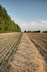 Autumn fields 