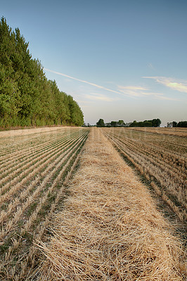 Buy stock photo Landscape of a wheat field and forest trees with a cloudy blue sky and copyspace. Scenic farmland with brown grass during Autumn. View of remote grassland in the countryside during harvest in Sweden 