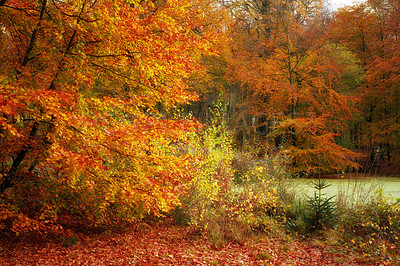 Buy stock photo Landscape view of orange beech trees growing in remote countryside forest or woods in autumn. Environmental nature conservation at sunset. Vibrant seasonal colours in serene, quiet and secluded area