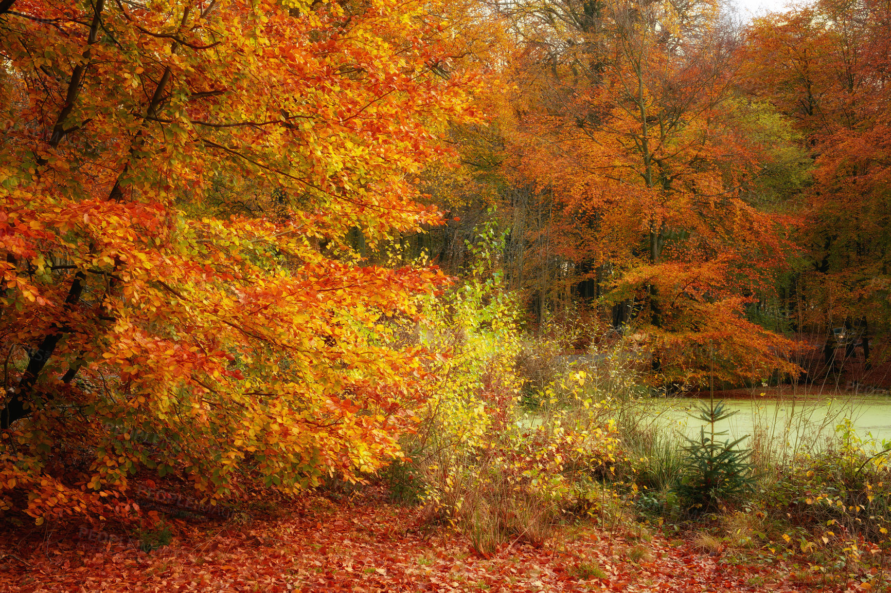 Buy stock photo Landscape view of orange beech trees growing in remote countryside forest or woods in autumn. Environmental nature conservation at sunset. Vibrant seasonal colours in serene, quiet and secluded area