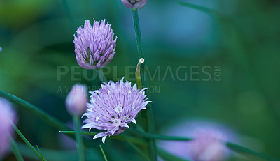 Buy stock photo Chive plant flowers growing in a backyard garden against a nature background in summer. Beautiful purple flowering plants blossoming on the countryside. Lilac flora blooming in a lush grassy meadow