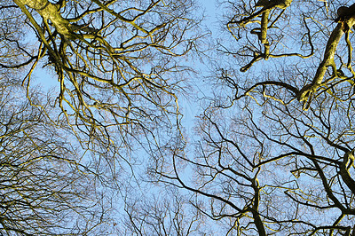 Buy stock photo Low angle view of autumn beech trees with no leaves and a clear blue sky in a remote forest or countryside in Norway. Woods with dry fall branches and twigs in a serene, secluded nature environment