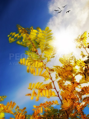 Buy stock photo Acacia tree leaves in autumn, blue sky with clouds, birds and copy space. Scenic canopy trees in remote meadow or countryside in Africa. Sunrays shining through lush branches from below