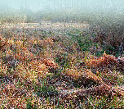 Buy stock photo Landscape view of autumn fields and mist in the morning. Dry grass in a remote countryside with fog. Background texture detail of a swamp or marshland drying due to climate change and global warming