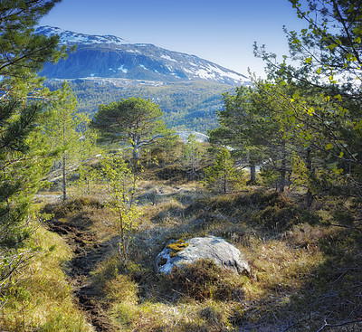 Buy stock photo Landscape view of pine tree forest with mountain snow, blue sky and copy space background in Norway. Hiking, discovering scenic countryside of vast nature expanse with cedar trees on cold winter day