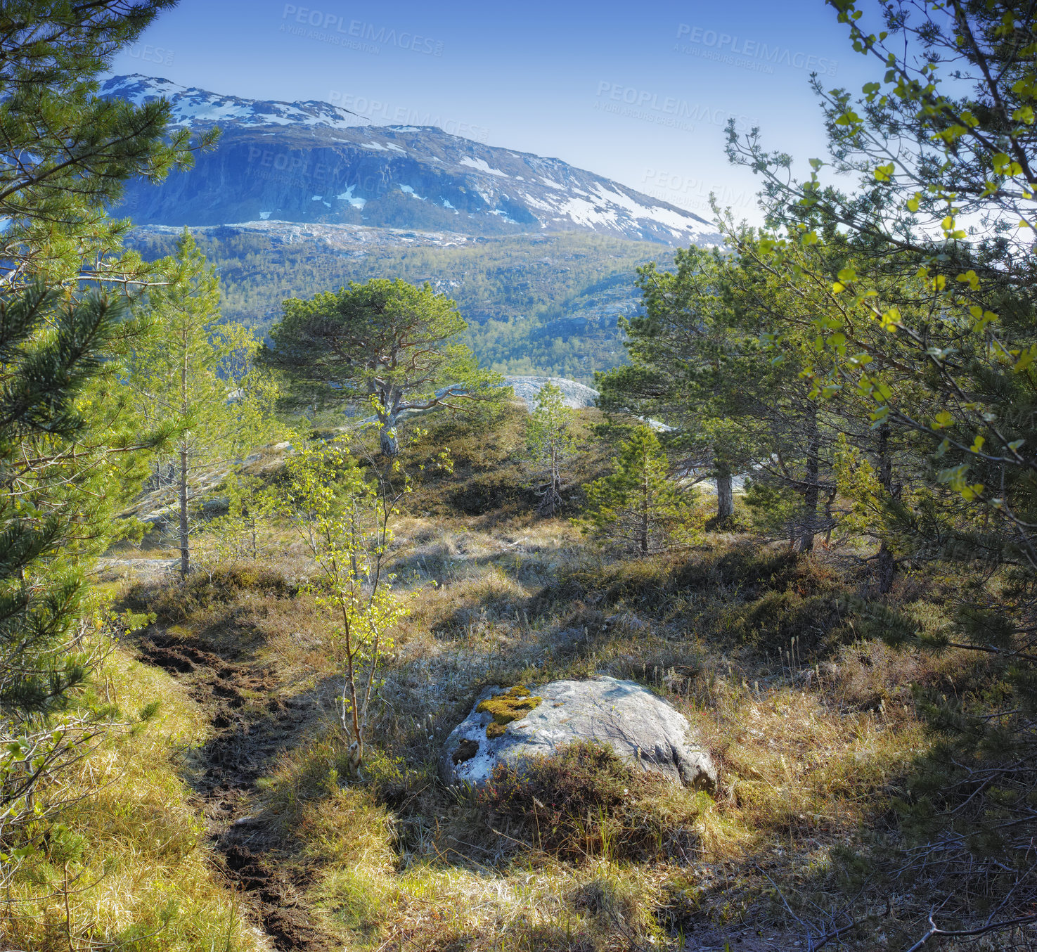 Buy stock photo Landscape view of pine tree forest with mountain snow, blue sky and copy space background in Norway. Hiking, discovering scenic countryside of vast nature expanse with cedar trees on cold winter day