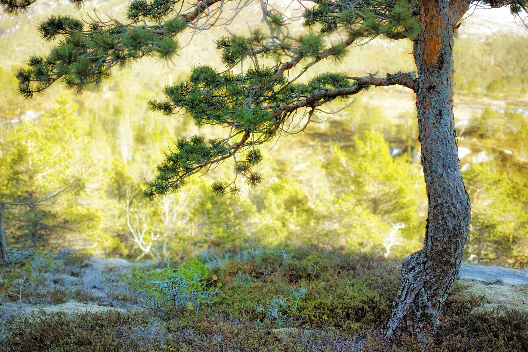 Buy stock photo Landscape of a pine tree growing in the forest on a summer day in Norway. Peaceful natural environment in the wild. Tree trunk, branches and lush green grass growing in a remote location in nature
