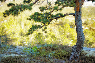 Buy stock photo Landscape of a pine tree growing in the forest on a summer day in Norway. Peaceful natural environment in the wild. Tree trunk, branches and lush green grass growing in a remote location in nature