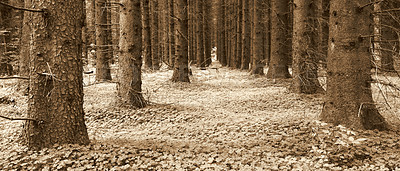 Buy stock photo Bottom view  of trunks of pine trees in a dull forest in the mountain in nature. Secluded remote woodland filled with big trees for during winter and autumn. Deserted woods with lush vegetation