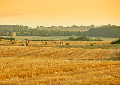 Buy stock photo A photo of a vibrant country field in harvest