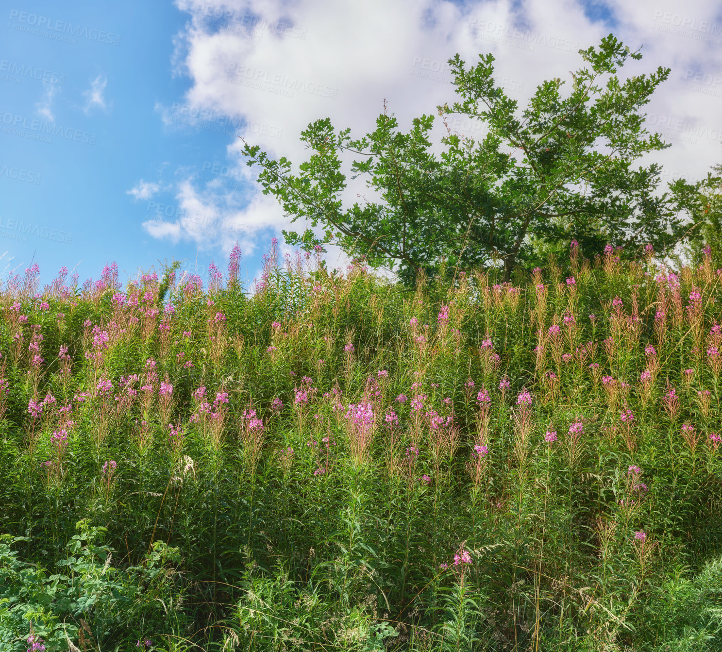 Buy stock photo Pink fireweed flowers growing on green stems in lush meadow bush and shrub in remote countryside with blue sky and clouds. Wild hamaenerion angustifolium or rosebay willowherb blossoming near forest