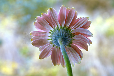 Buy stock photo Closeup rear view of Barberton daisy against a soft light in a field with copyspace. Zoom in on seasonal flower growing in wild or in garden. Macro detail, texture and nature pattern of a flowerhead