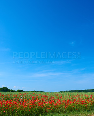 Buy stock photo A  photo of the countryside in early summer