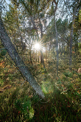 Buy stock photo The landscape of a forest with beams of light shining through trees. Lots of tall pin tree trunks in the woods at sunset. Vegetation with bushes and shrubs outside in a remote nature environment 