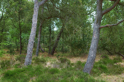 Buy stock photo Landscape of a secluded forest with trunks of pine trees during autumn. Scenic view of deserted and secluded woods for adventure and fun during summertime. Remote travel location in the mountains 
