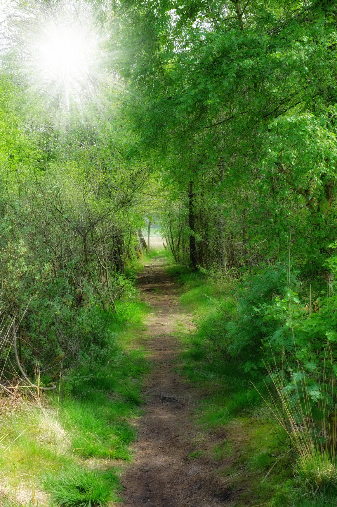 Buy stock photo Scenic pathway leading to a hidden location in nature in a Danish forest in springtime. Secluded secret path looking like a fairy tale in a forest for adventure and hiking. Empty footpath in a woods