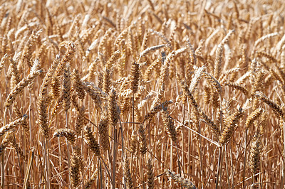 Buy stock photo Farmland ready for harvesting