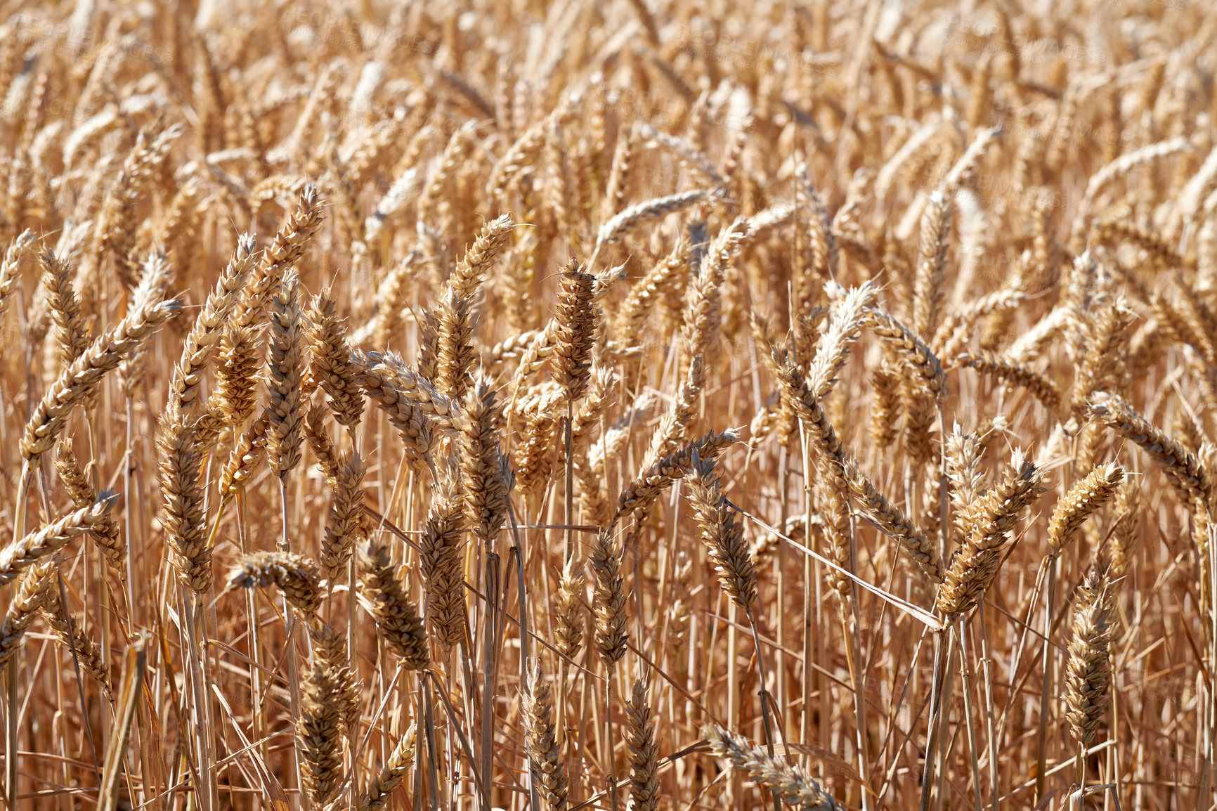 Buy stock photo Farmland ready for harvesting