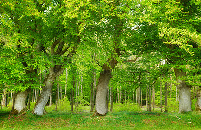 Buy stock photo A photo of green and lush forest