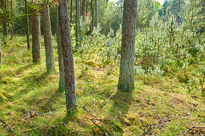 Buy stock photo Pine trees growing in a forest with dry grass and green plants. Scenic landscape of tall and thin trunks with bare branches in nature during autumn. Uncultivated and wild shrubs growing in the woods