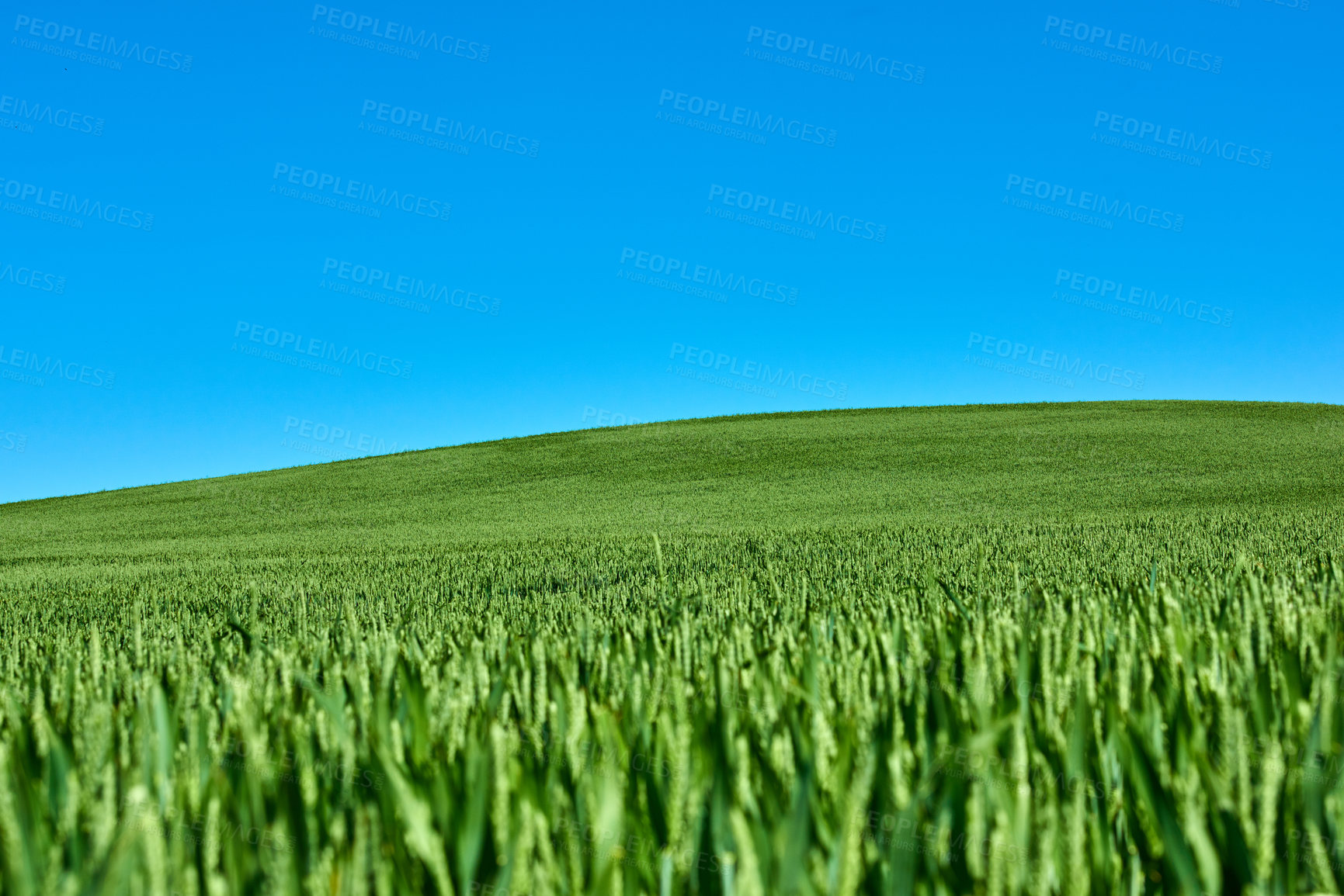 Buy stock photo Green fields and blue sky in spring and early summer