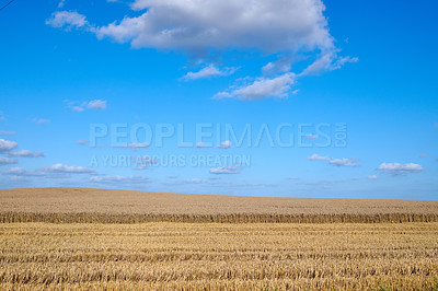 Buy stock photo Gold wheat field on blue sky and clouds background for countryside, landscape or eco friendly farming. Sustainability, growth and grass or grain development on empty farm for agriculture industry