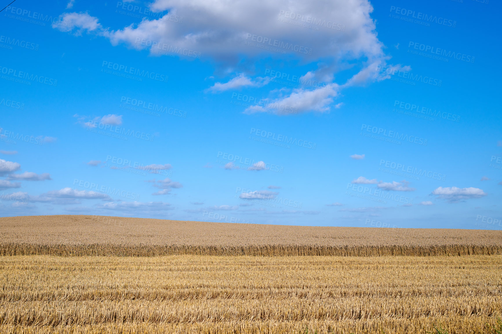 Buy stock photo Gold wheat field on blue sky and clouds background for countryside, landscape or eco friendly farming. Sustainability, growth and grass or grain development on empty farm for agriculture industry