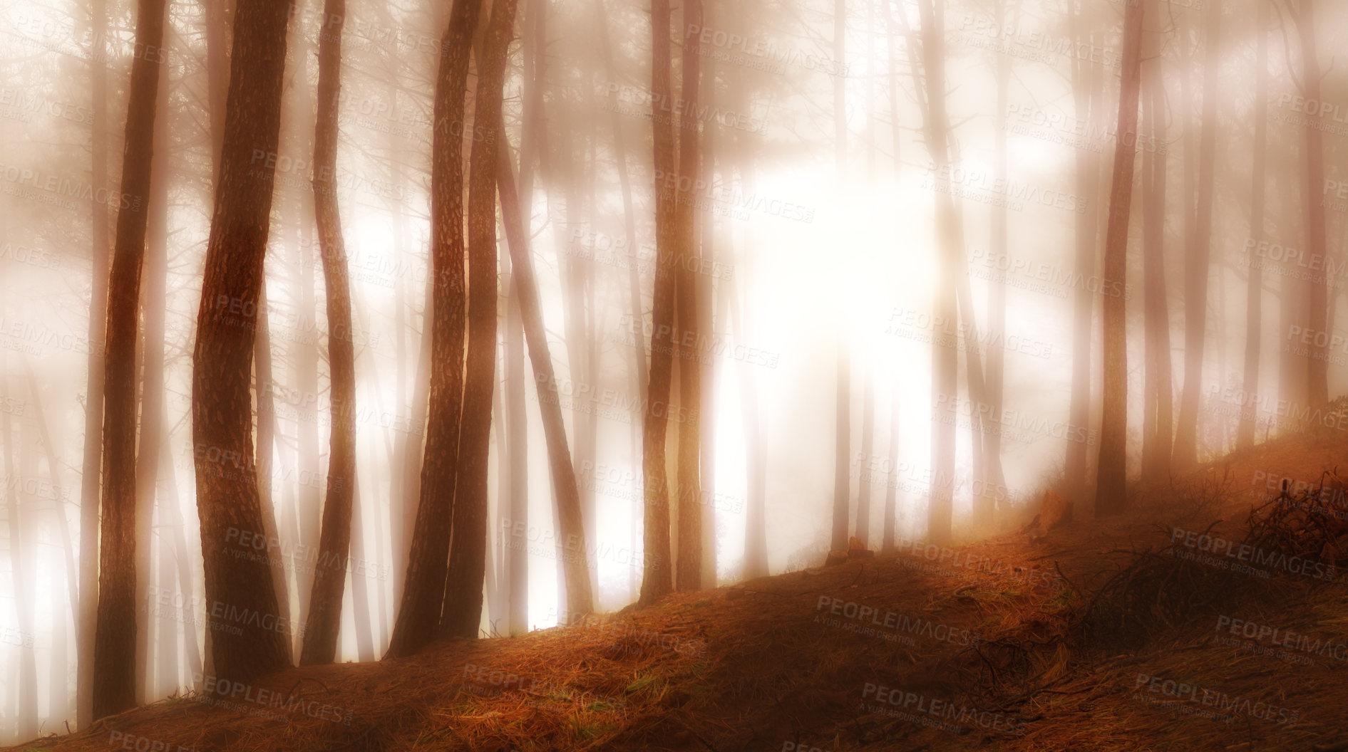 Buy stock photo Early morning fog in the forest at sunrise