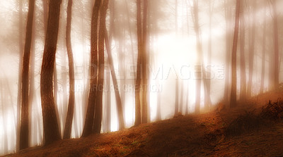 Buy stock photo Early morning fog in the forest at sunrise