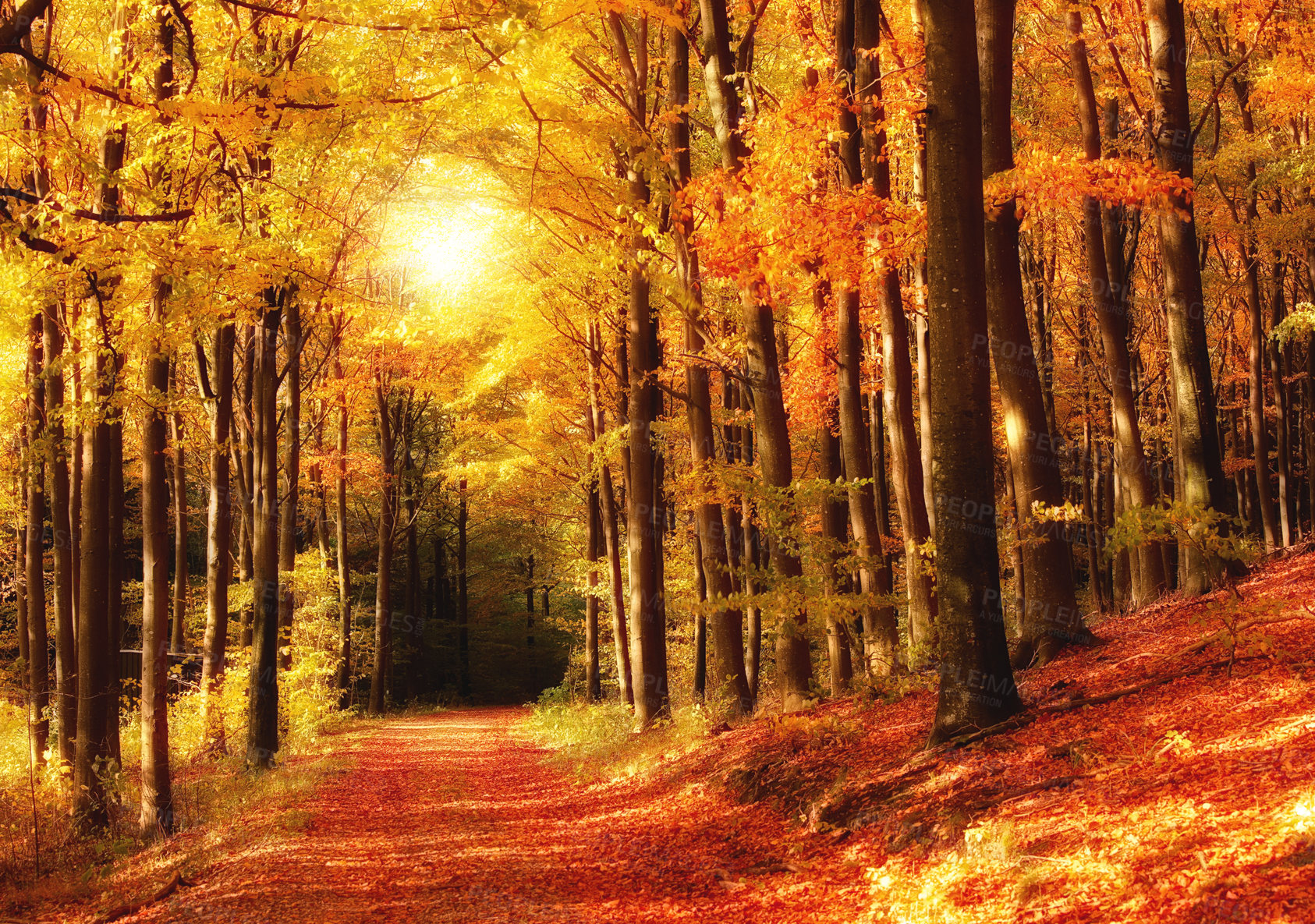 Buy stock photo The forest in autumn - colorful