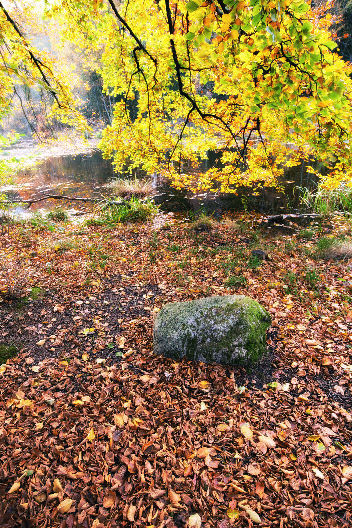 Buy stock photo Autumn - natural background