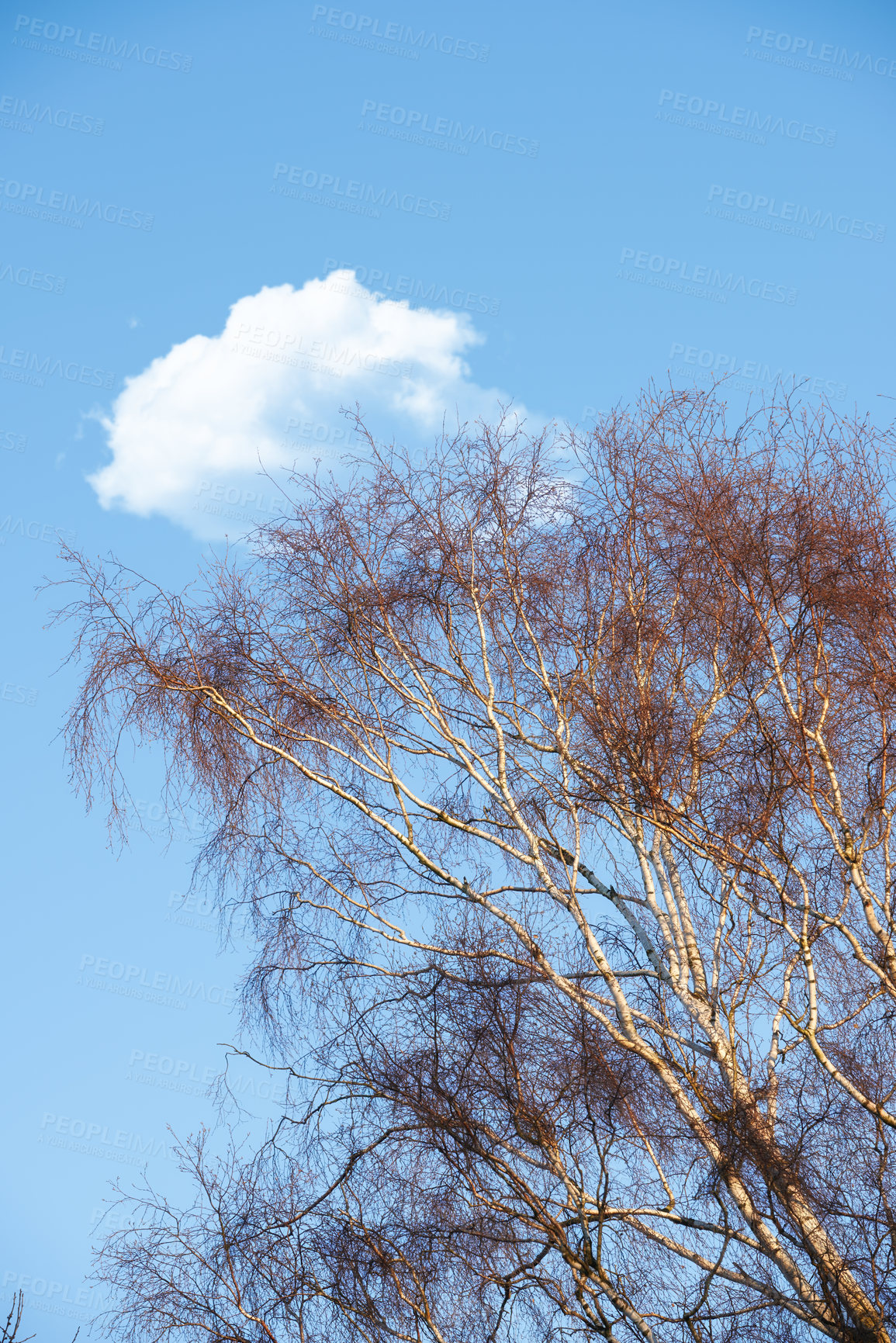 Buy stock photo Low angle view of autumn beech trees with no leaves, blue sky with clouds, copy space in remote countryside forest in Norway. Woods tree with dry fall branches or twigs in secluded nature environment