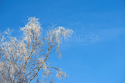 Buy stock photo Copy space with tree branches covered in snow against a clear blue sky background with copy space outdoors. Ice frozen on long bare twigs in the woods during frosty weather in the cold winter season